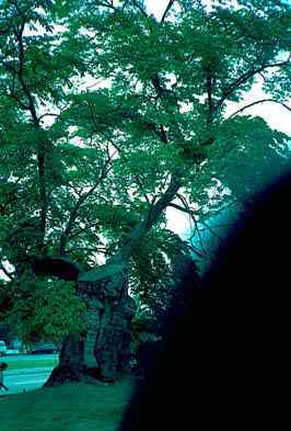 Astrid Lindgrens Limonadenbaum in Vimmerby